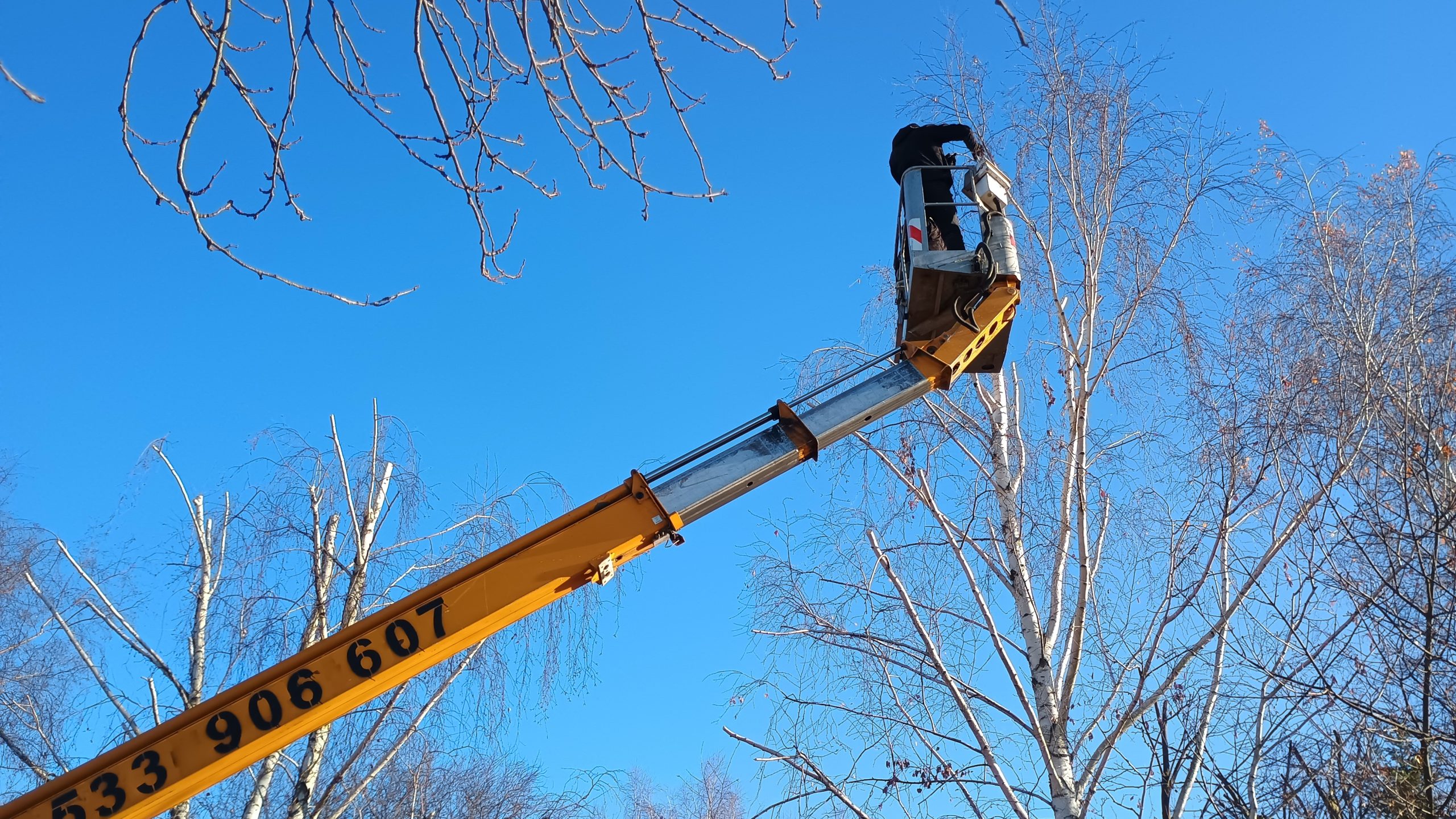 Brzozy, jesienna przycinka